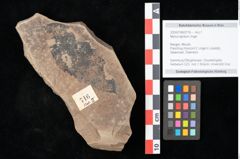 Foto (Objekt + Etikett) von Myrica lignitum Unger (NHMW-GEO-2024-0188-0716)